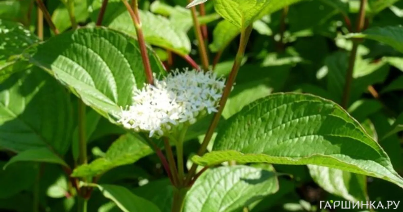 Дерен Сибериан Перлс