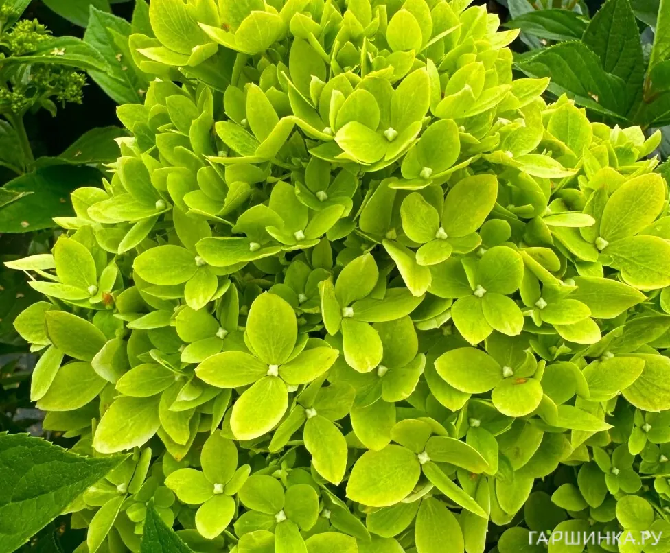 Гортензия Би Грин метельчатая