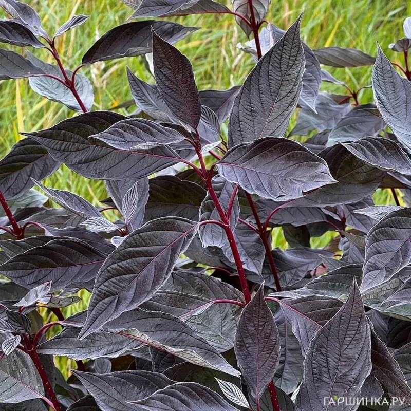 Дерен Найтфолл белый