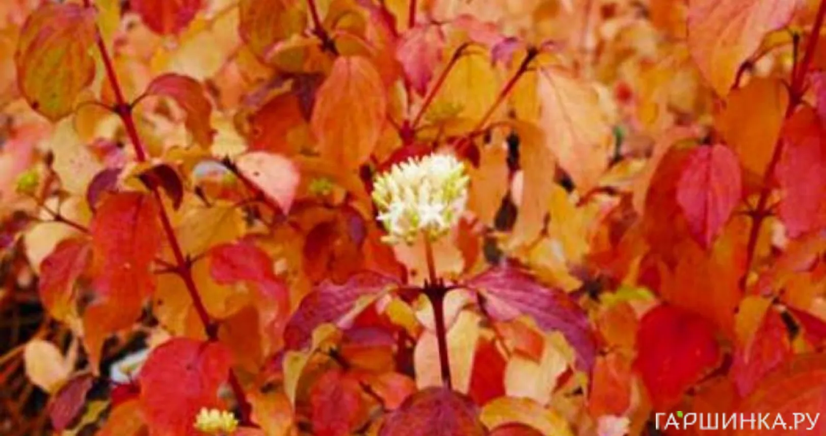 Дерен кроваво-красный Винтер Бьюти