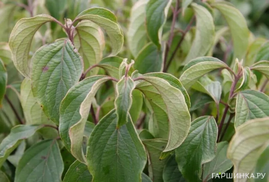 Дерен Келсеи отпрысковый