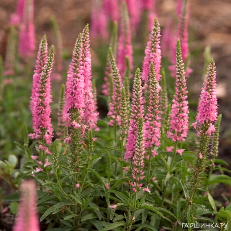 Вероника колосковая Джайлс Ван Хис