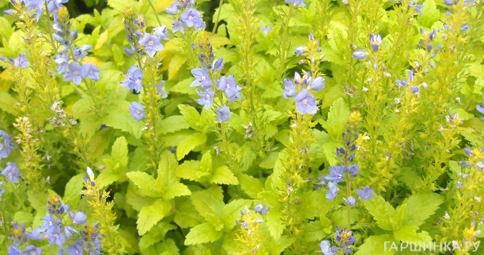 Вероника простертая Ацтек Голд