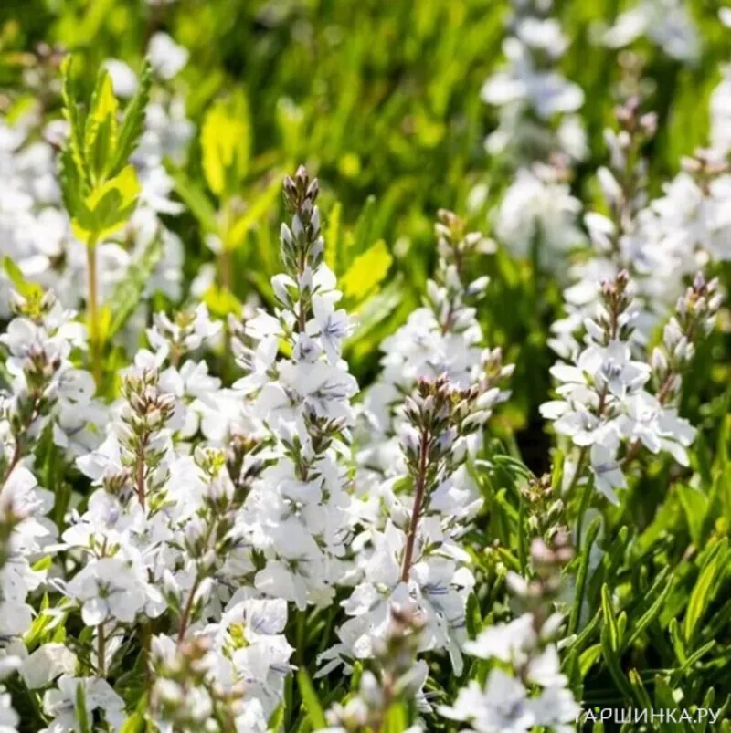 Вероника простертая Альба