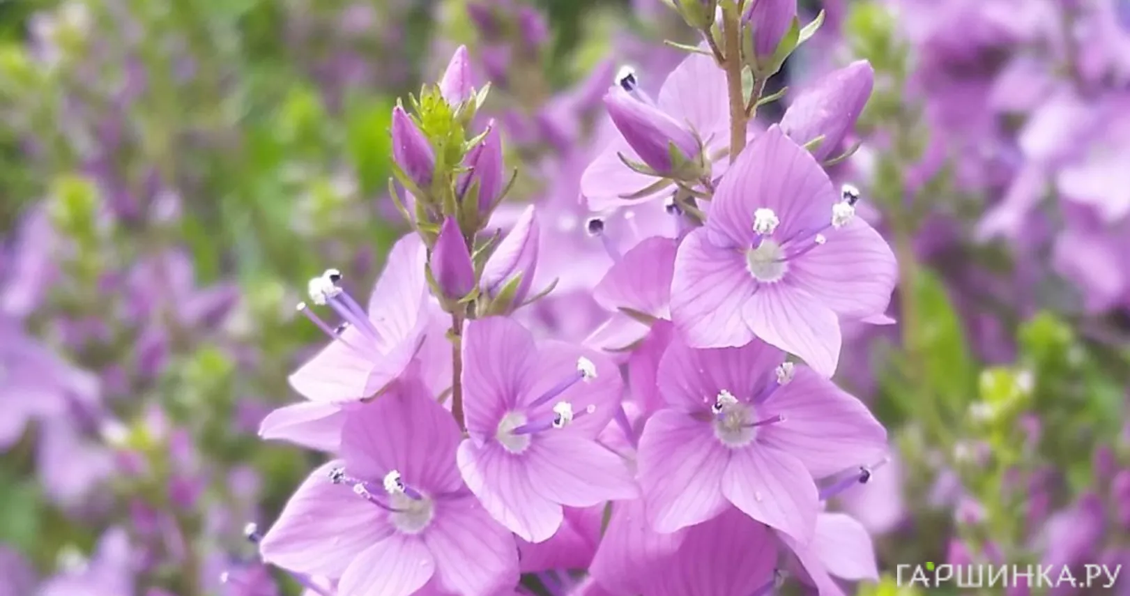 Вероника простертая Миссис Холт