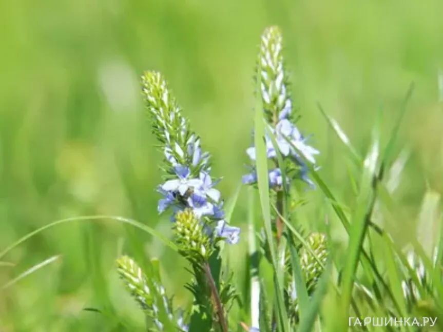 Вероника простертая Нестор