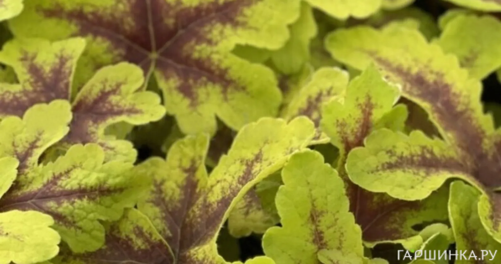 Гейхерелла Кейт Харинг