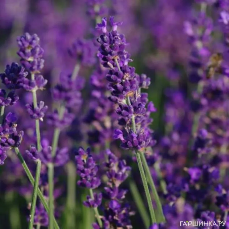 Лаванда Лес Блюз Тсиерри узколистная