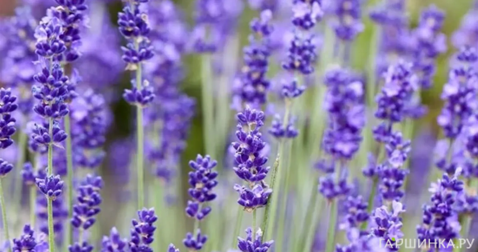 Лаванда Блю Сент узколистная
