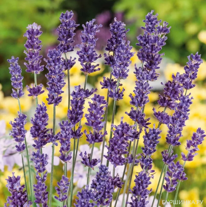 Лаванда Элеганс Пурпл узколистная