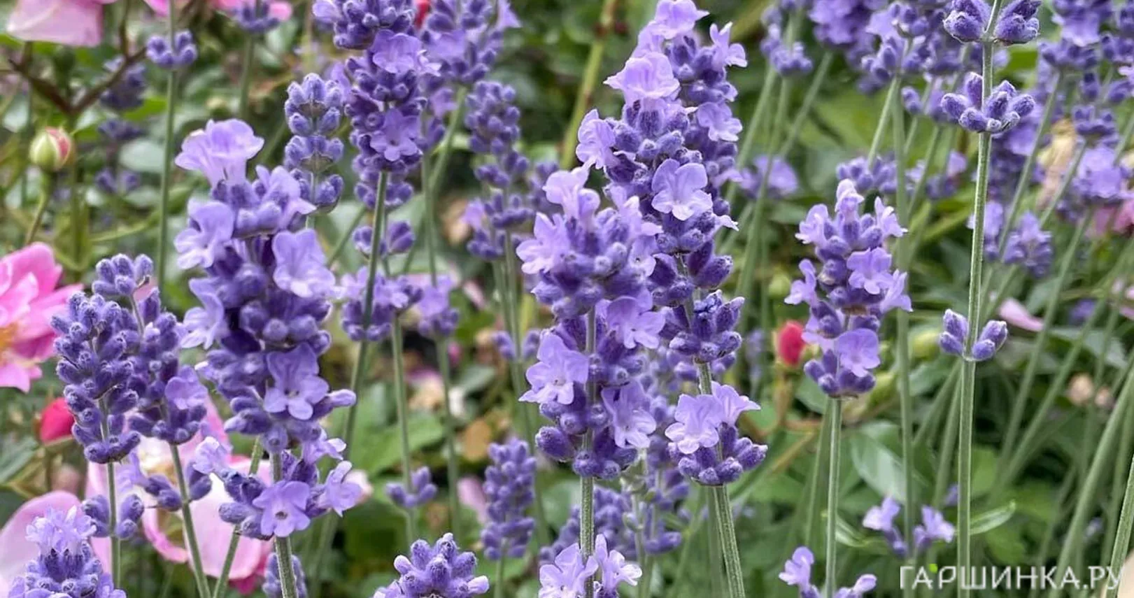 Лаванда Мелисса Лилак узколистная