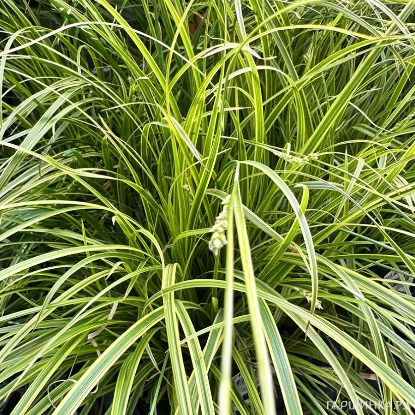 Осока Эверест охименская