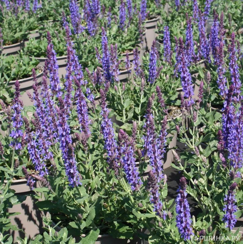 Шалфей (Сальвия) дубравный Блю Филд