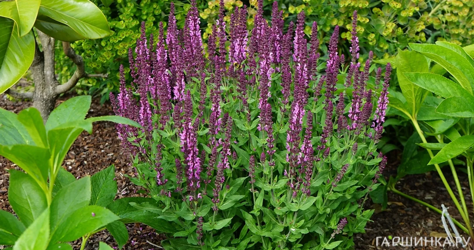 Шалфей (Сальвия) дубравный Алекс Пинк