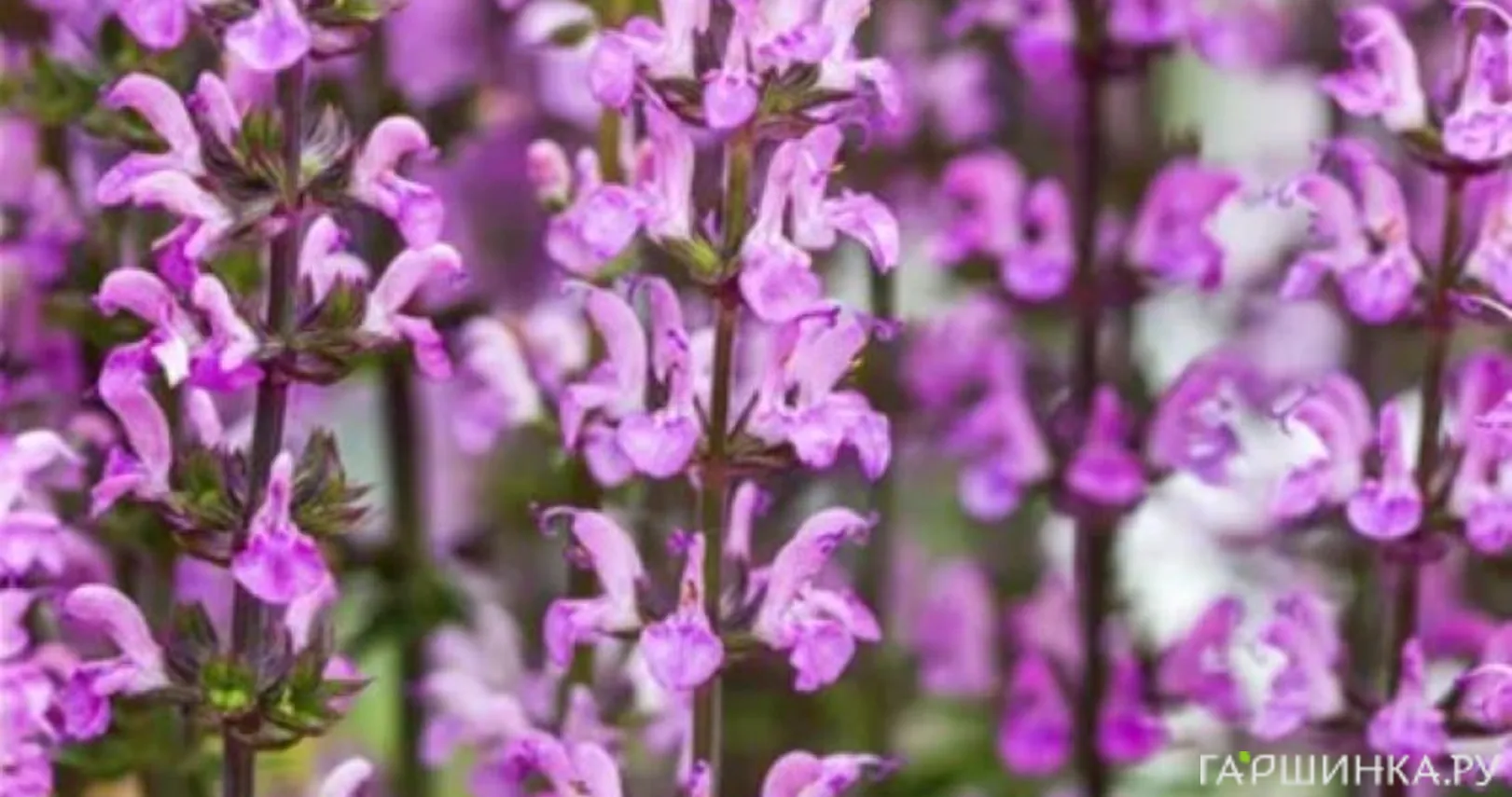 Шалфей (Сальвия пышная) Мерло Роуз