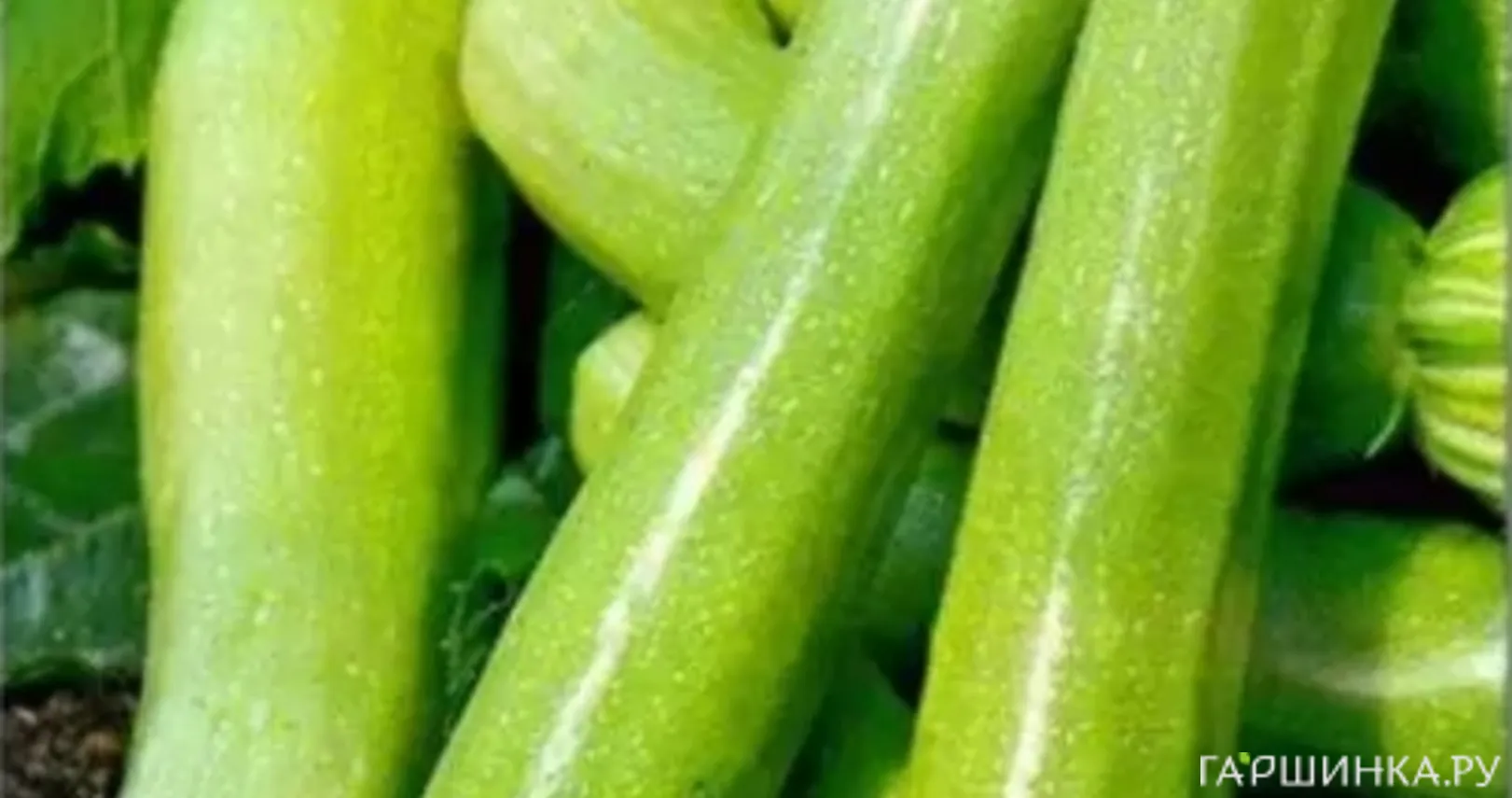 Кабачок Даша F1 5 шт, Семена Престиж