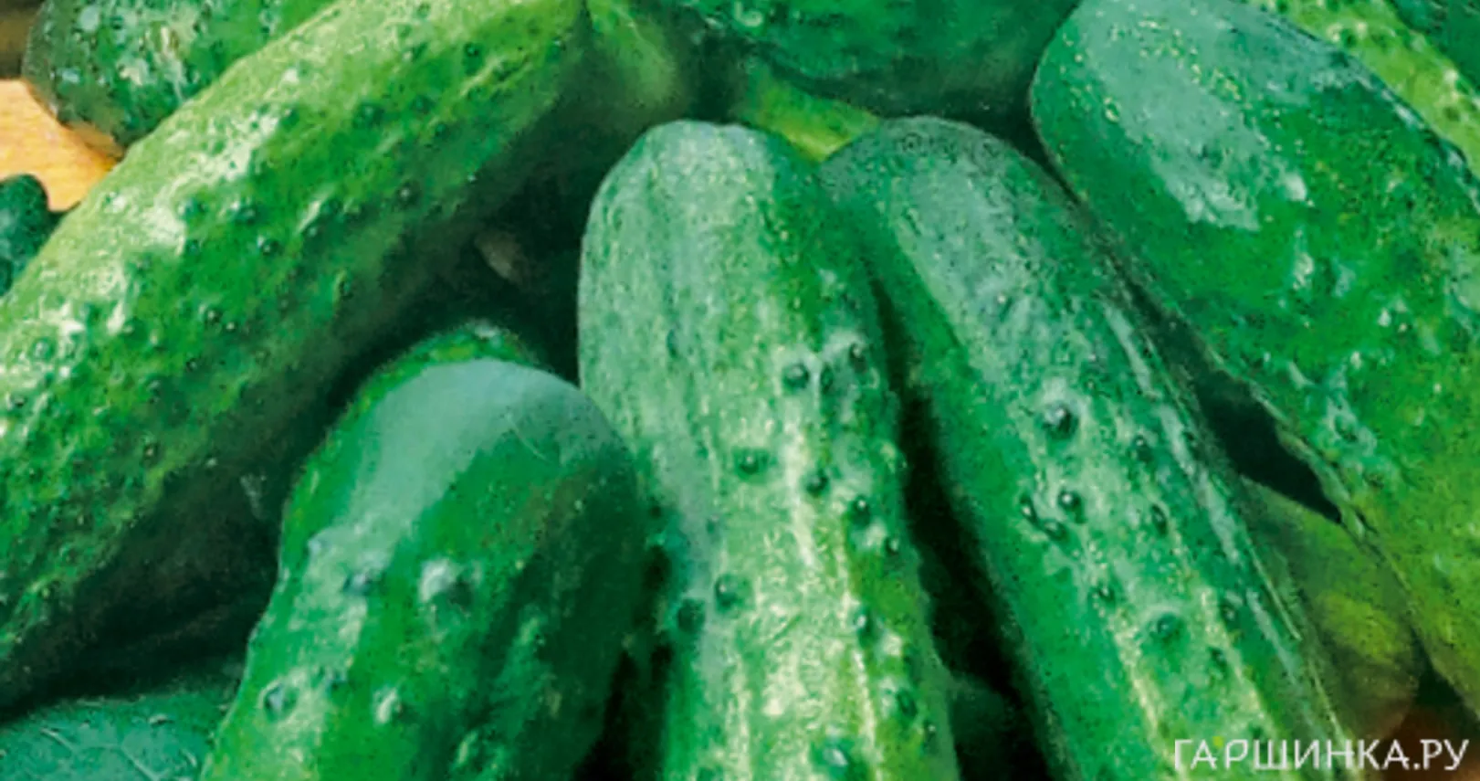 Огурец Алтай  12 шт, Плазменные семена