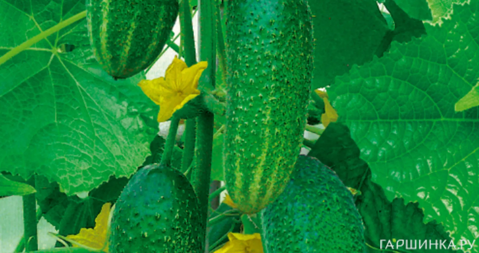 Огурец Вязниковский 37  15 шт, Плазменные семена