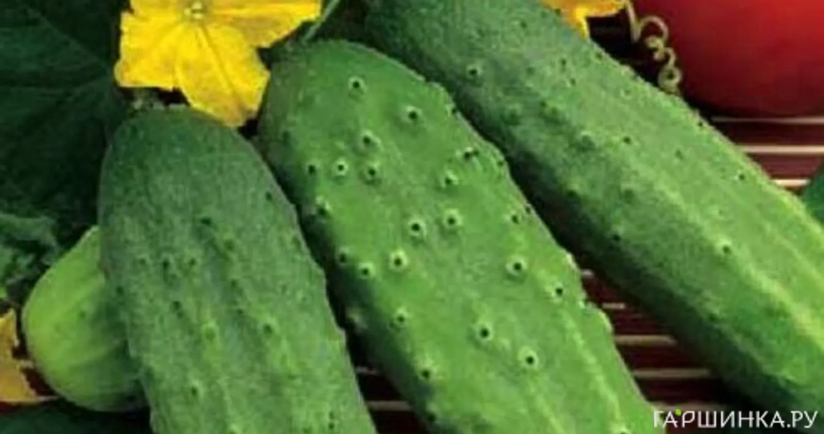 Огурец Закусочный 12 шт, Плазменные семена