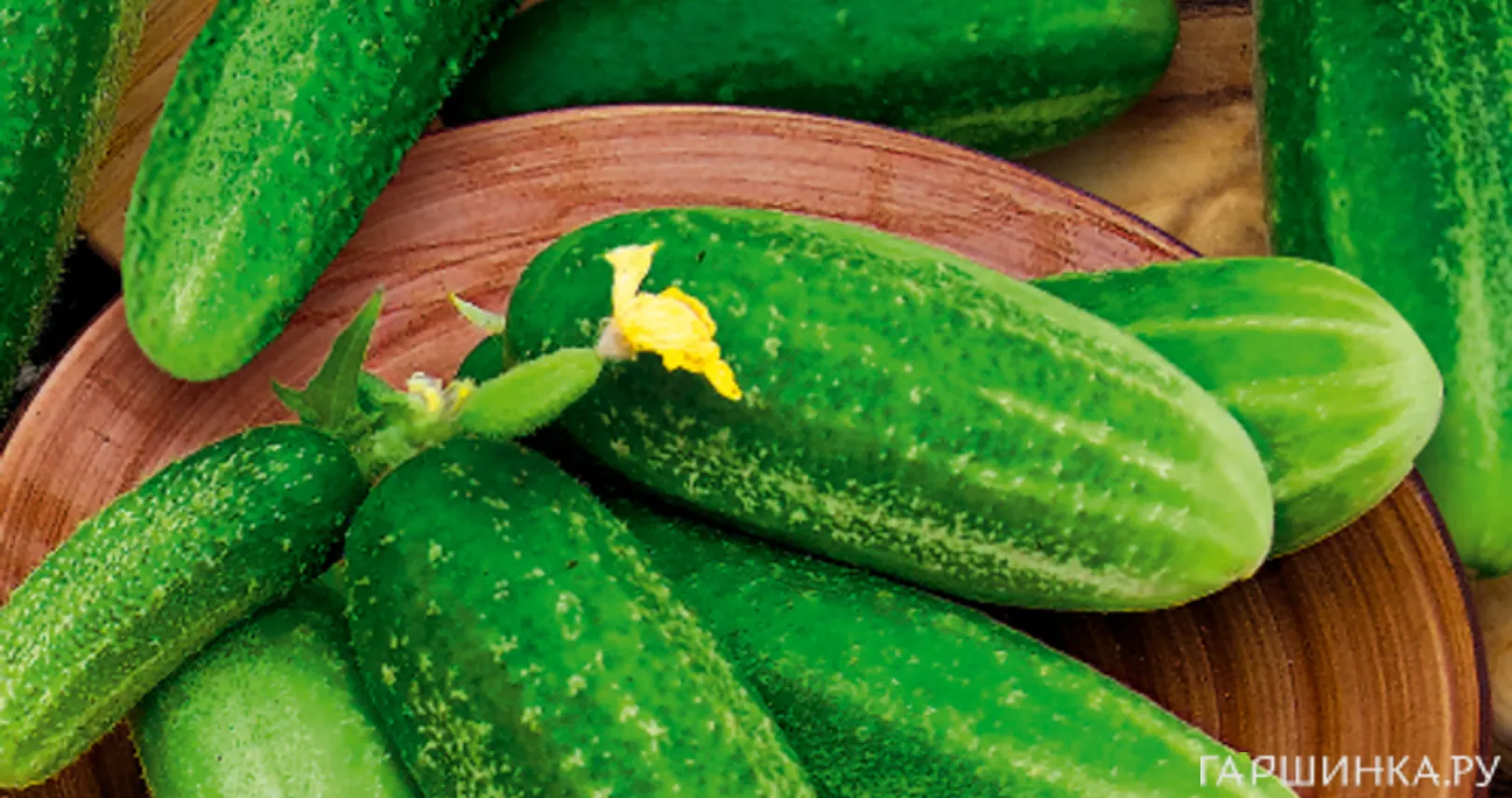 Огурец Изящный 15 шт, Плазменные семена