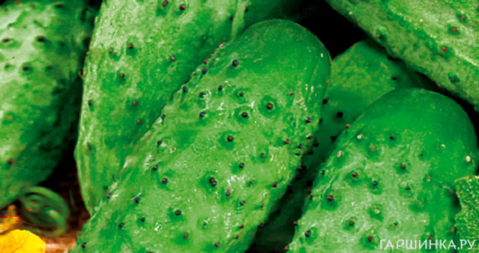 Огурец Кустовой 12 шт, Плазменные семена