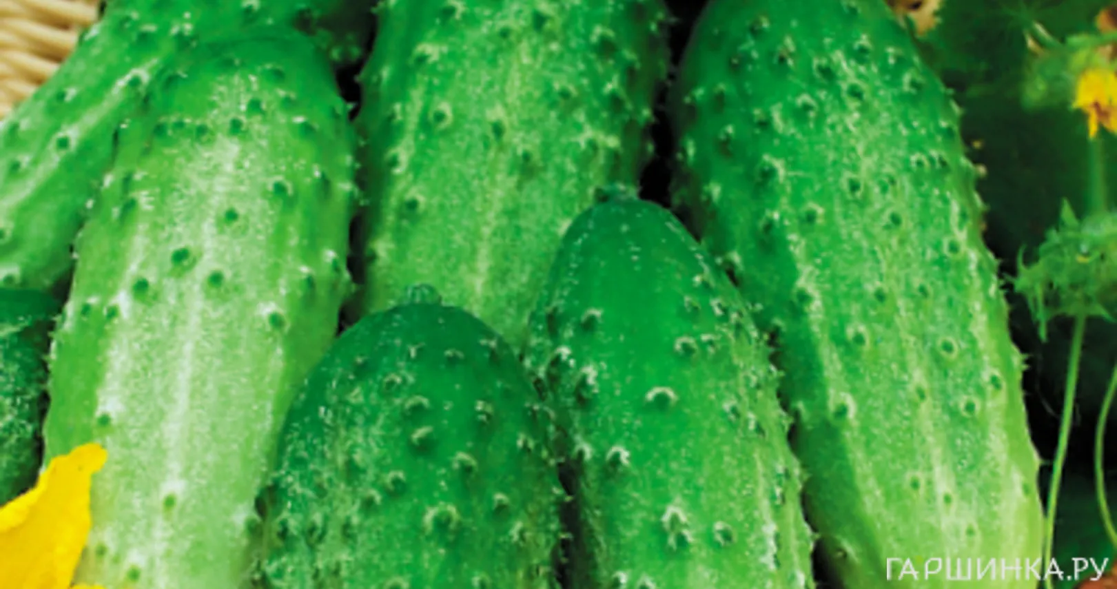 Огурец Родничок F1  10 шт, Плазменные семена