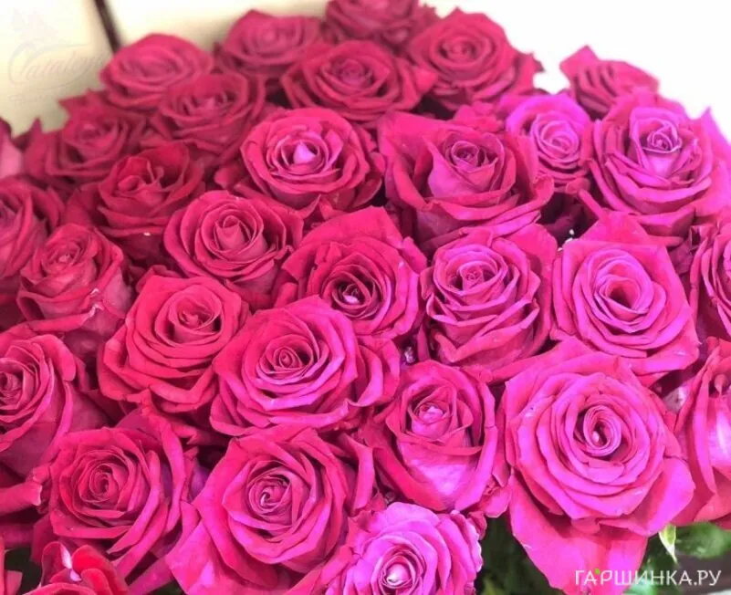 Роза Фана чайно-гибридная