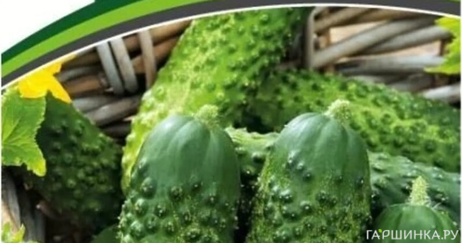 Огурец Пасалимо F1 партенокарпический 5 шт. Семена Партнер