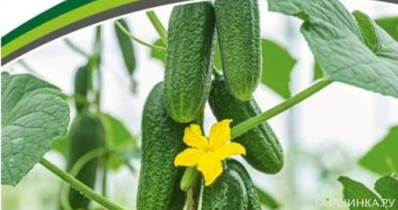 Огурец Хитрец F1  5 шт. Семена Партнер