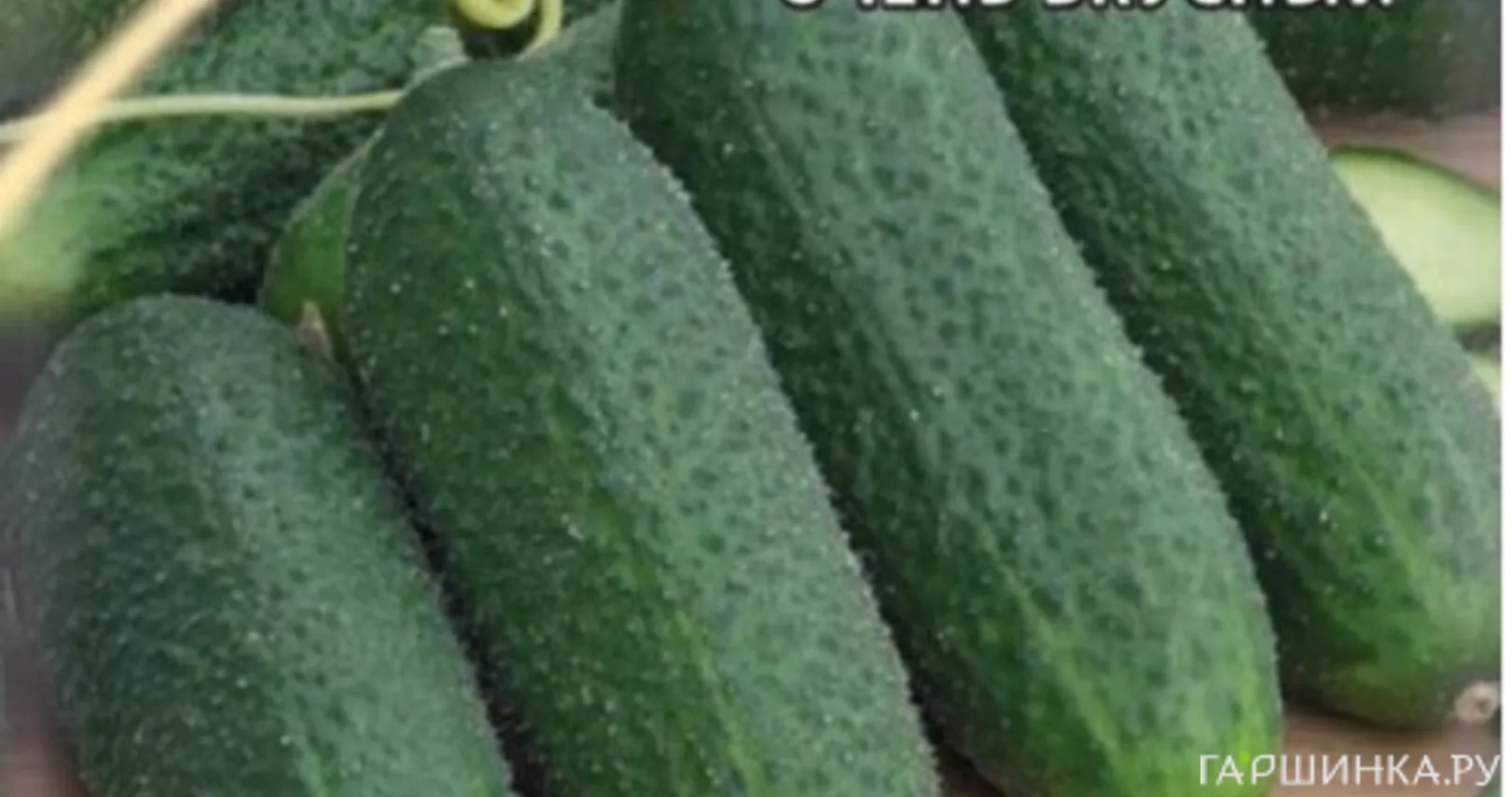 Огурец Бабайка F1 корнишон 10 шт ЦП Семена Гавриш