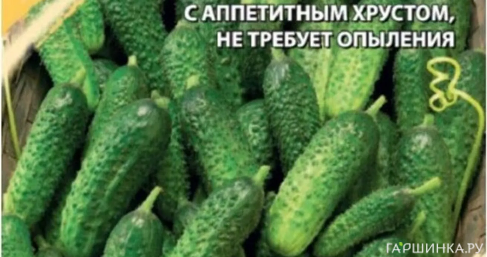 Огурец Бабушкин внучок F1 10 шт. корнишон ЦП Семена Гавриш