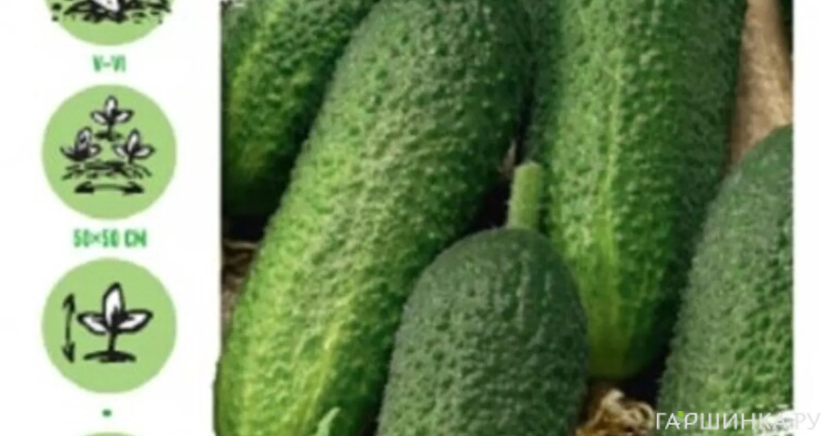 Огурец Гармонист F1 10 шт. корнишон ЦП Семена Гавриш