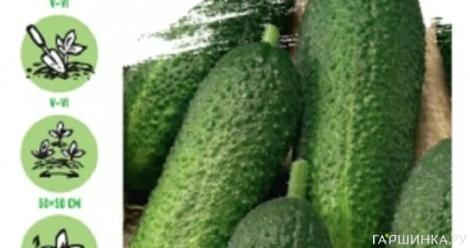 Огурец Гармонист F1 10 шт. Уд. с. Корнишон ЦП Семена Гавриш