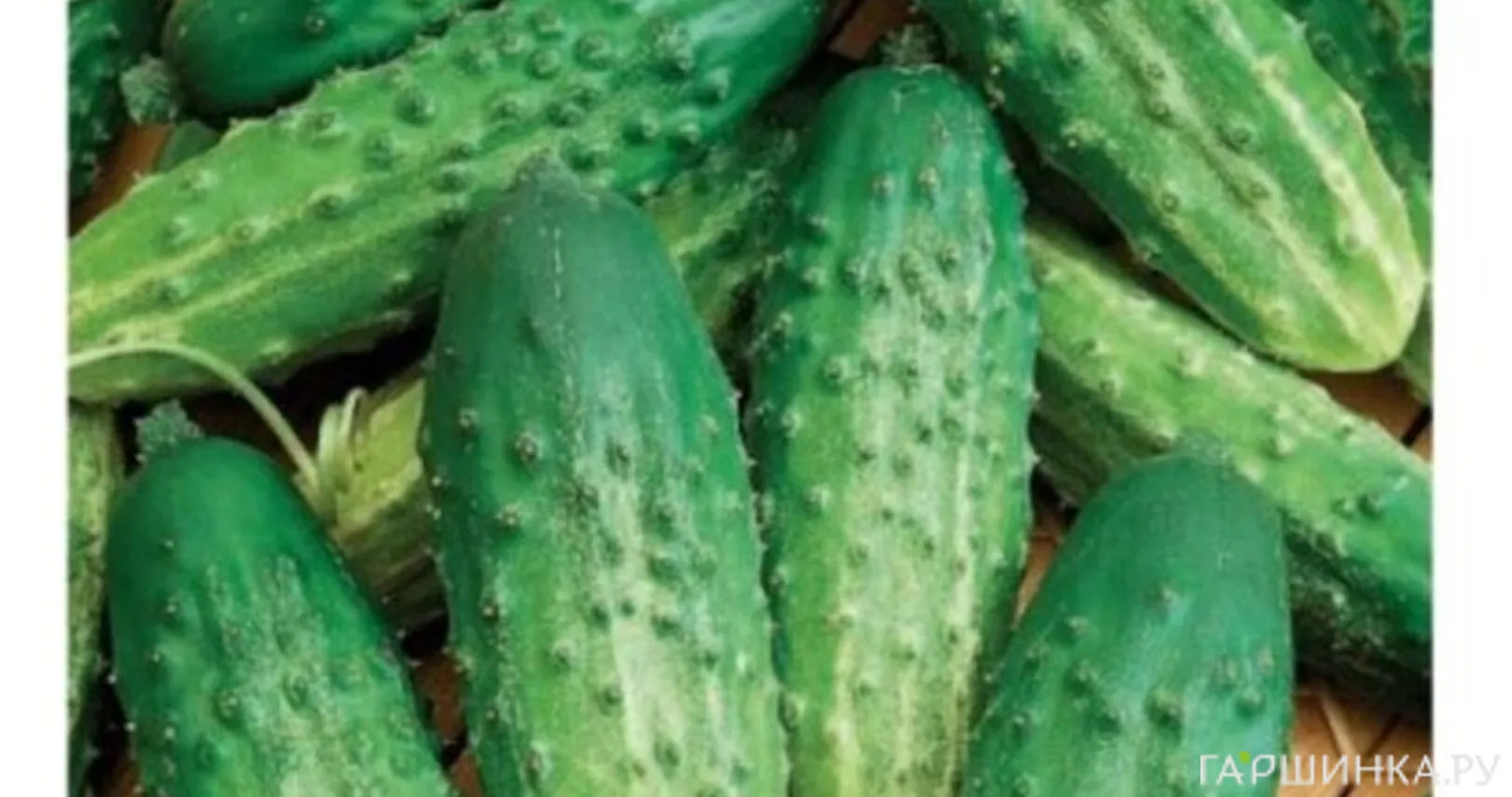 Огурец Журавленок F1 10 шт. ЦП Семена Гавриш