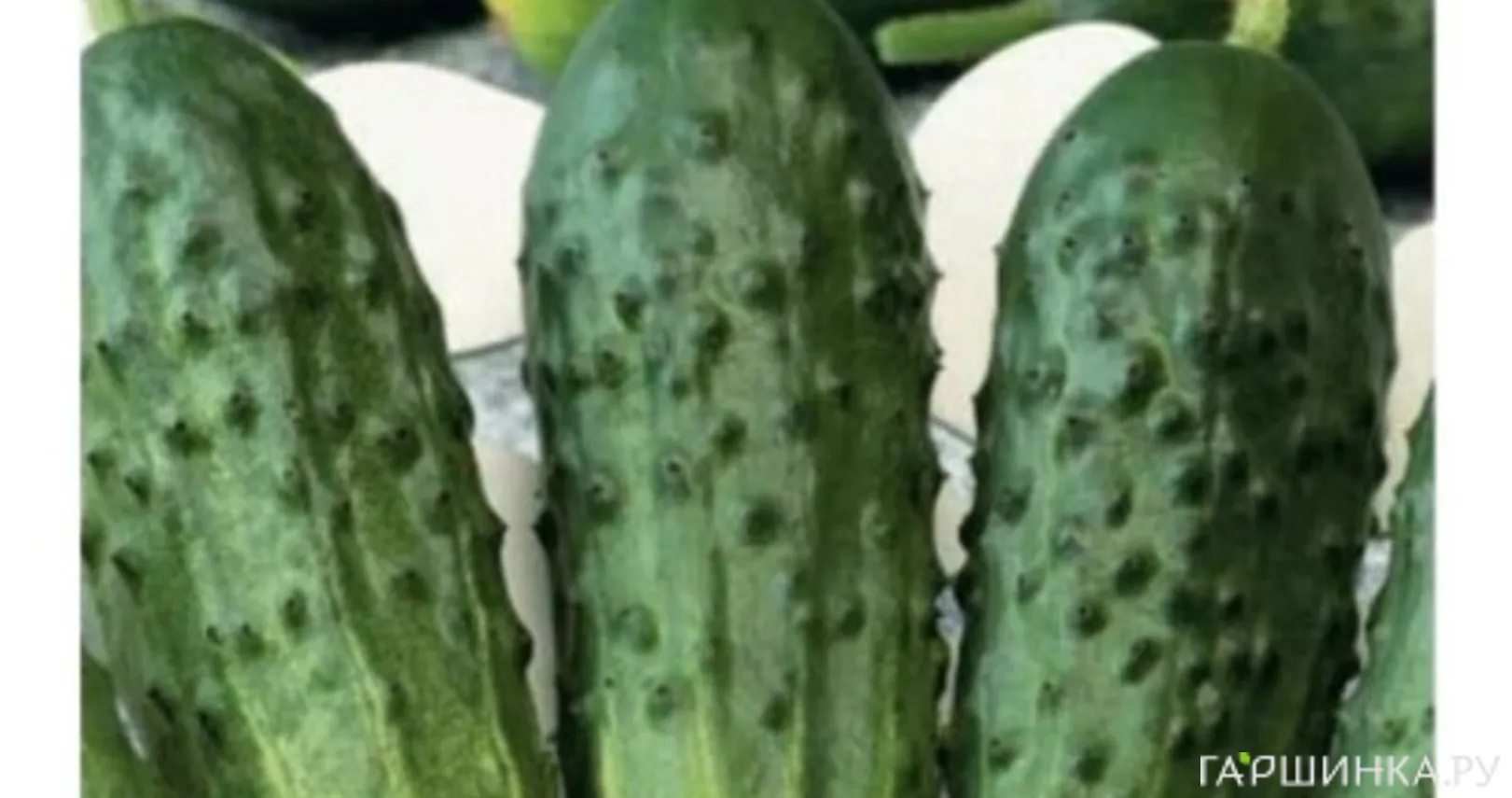 Огурец Конкурент 0,5 г ЦП Семена Гавриш