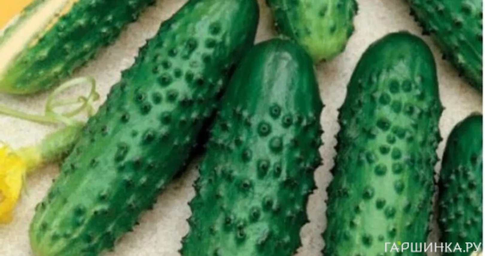 Огурец Мурашка F1 10 шт. корнишон ЦП Семена Гавриш