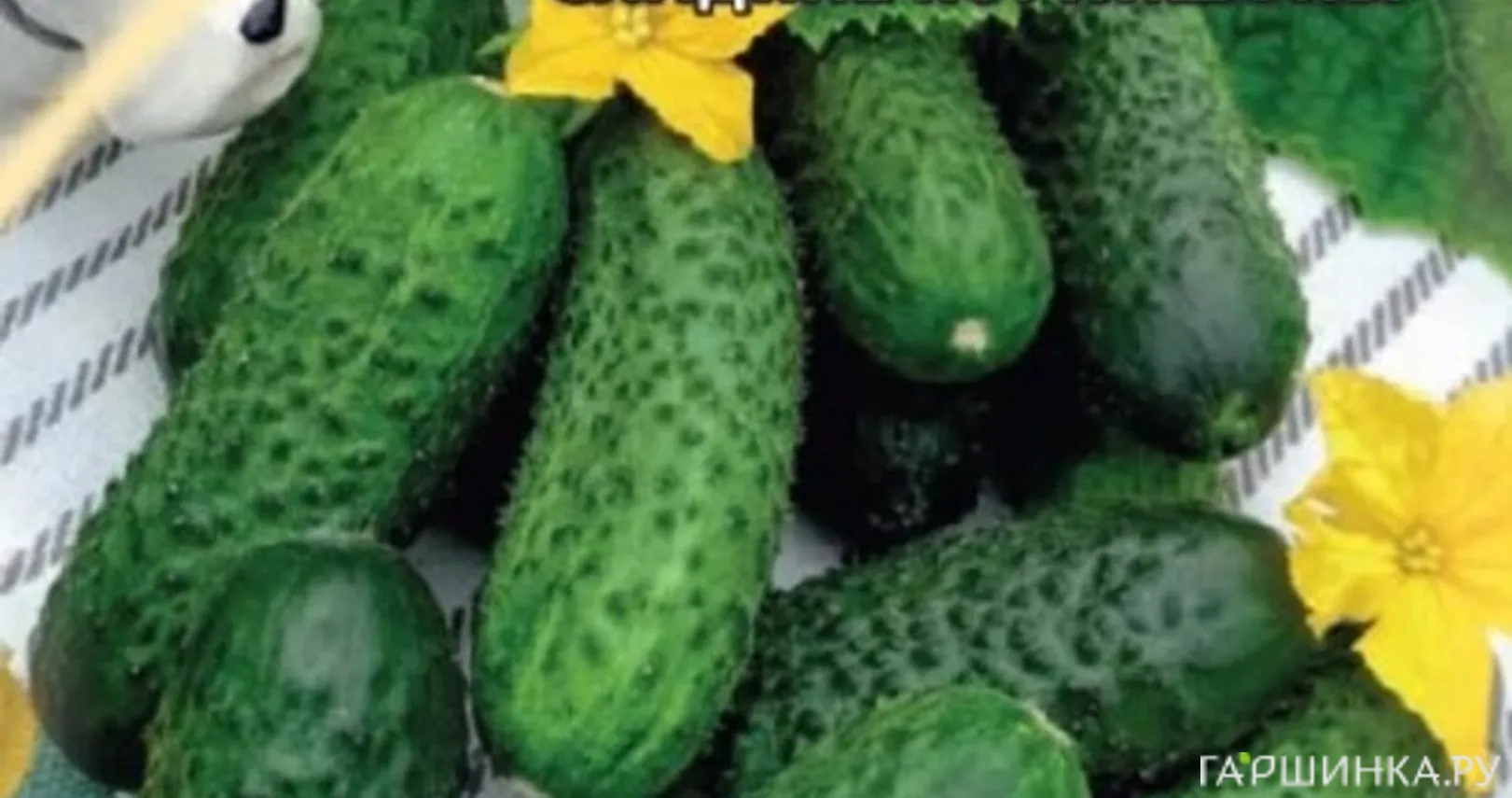 Огурец Хрустик F1 10 шт. корнишон ЦП Семена Гавриш