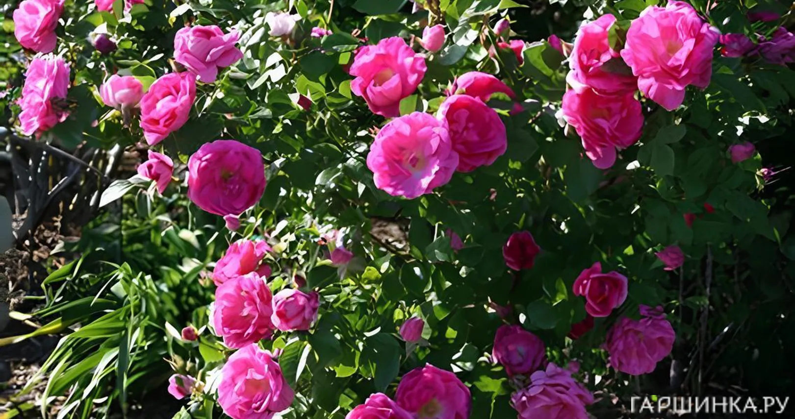 Роза Морден Сентенниал канадская парковая