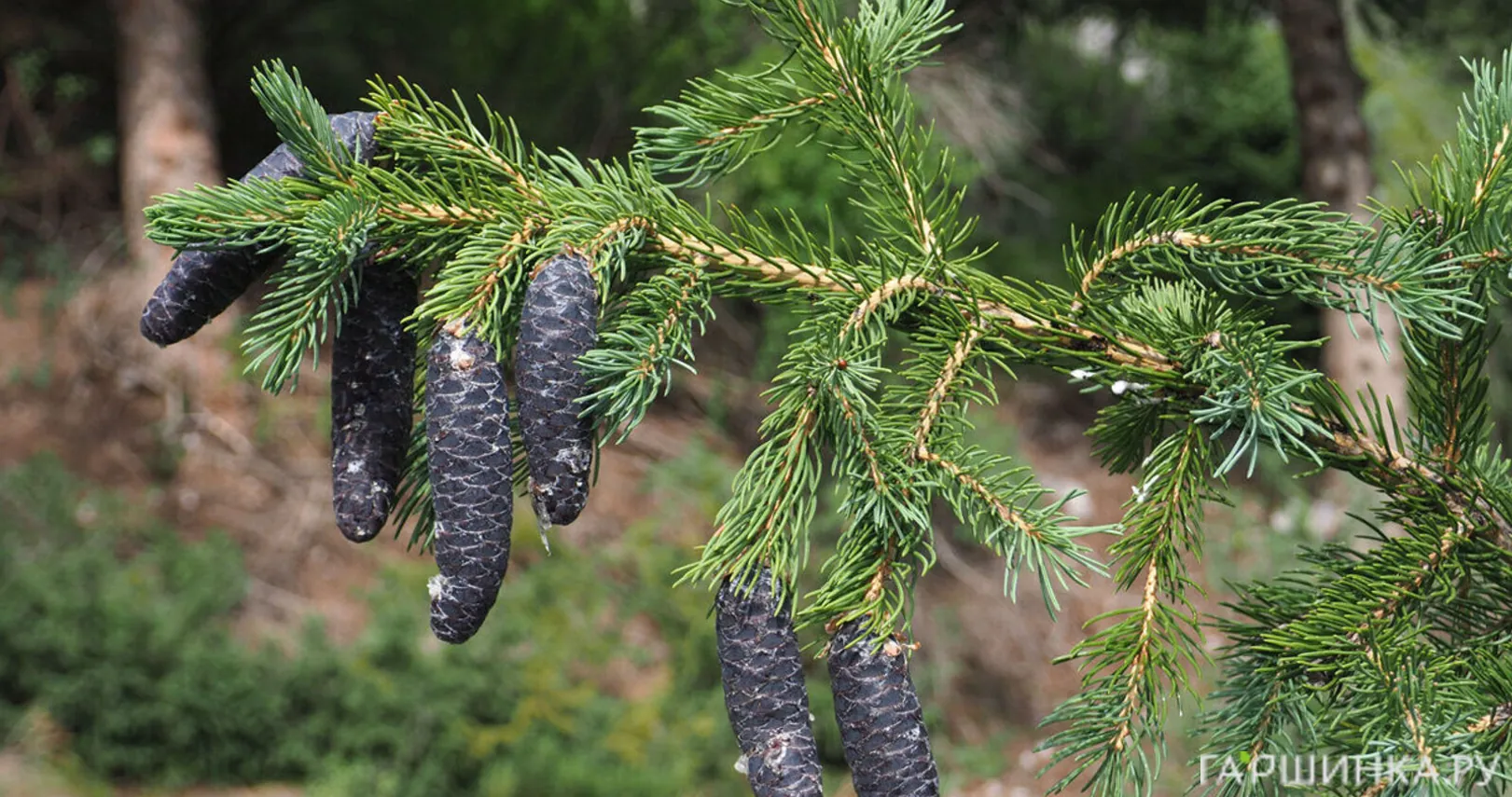 Ель Тянь-шанская (семенная)