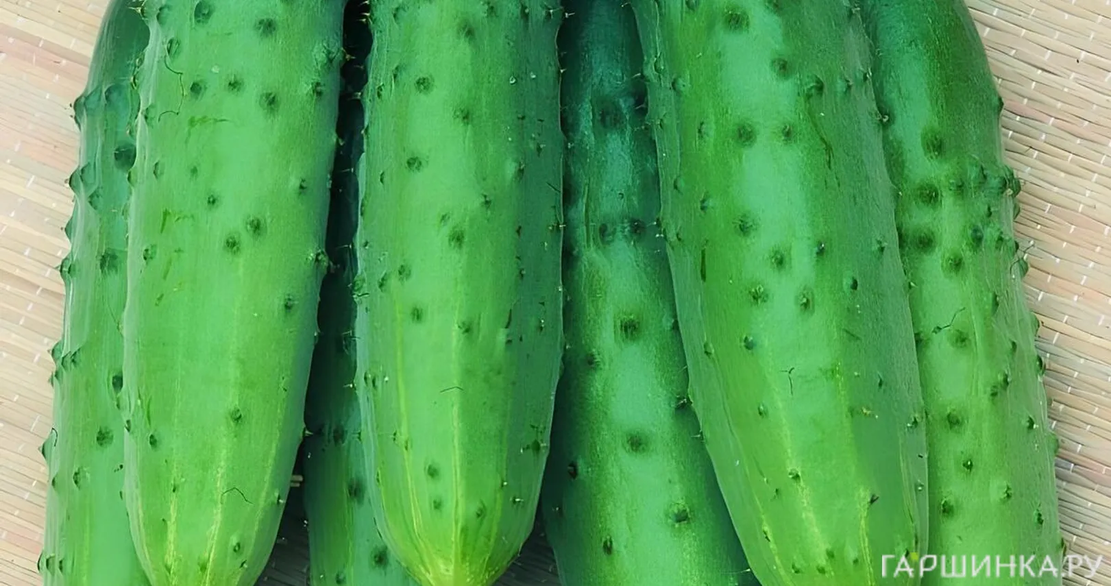 Огурец Зозуля F1 0,3 г, Семена Гавриш