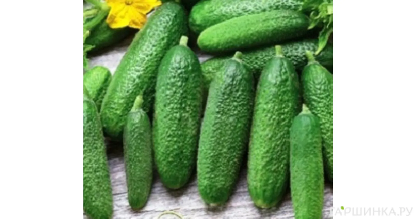 Огурец Мини-мини F1 ц/п 8 шт Уральский дачник, Семена Марс