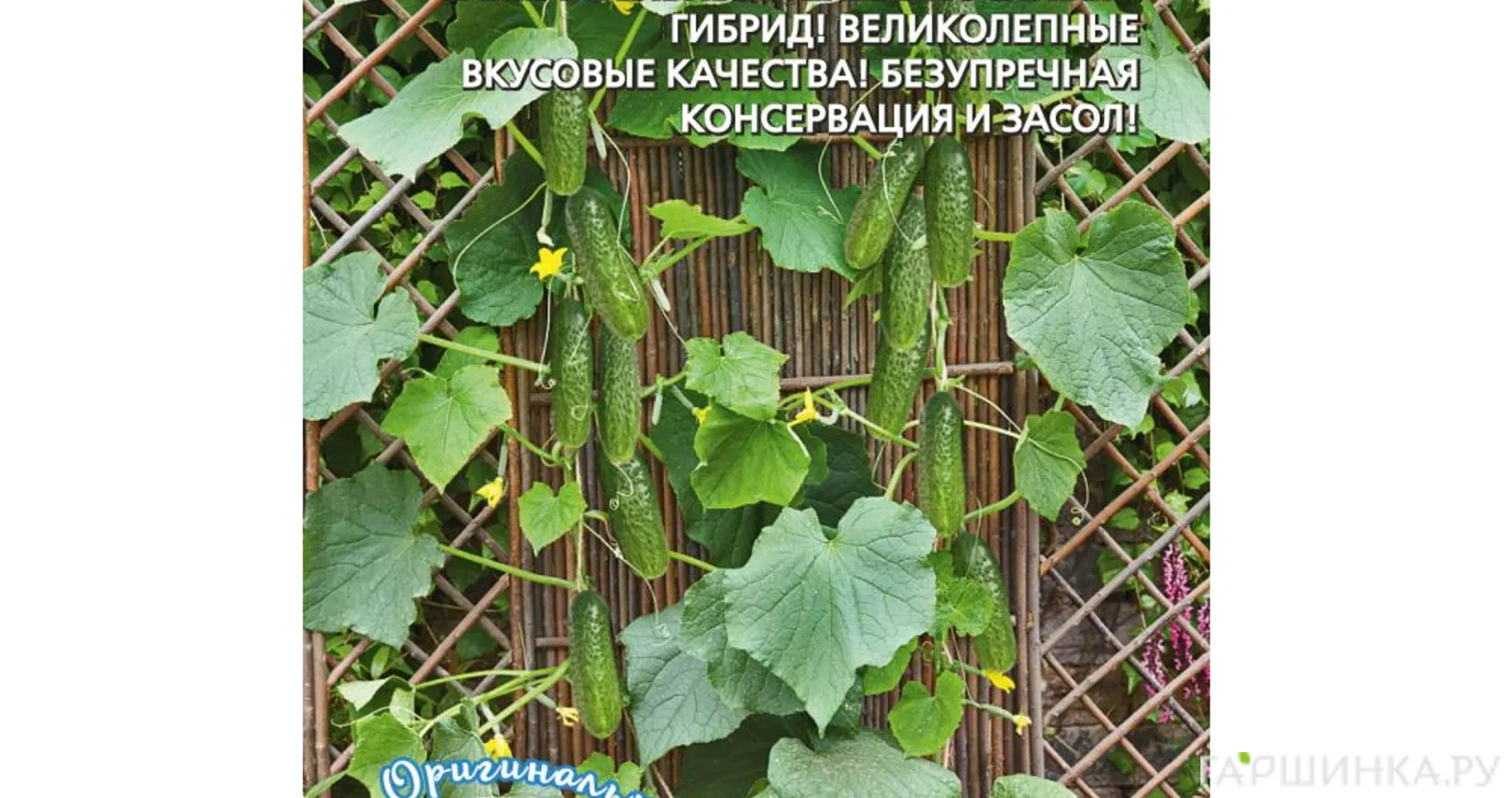 Огурец Чудо балкон (корнишон) F1 ц/п Уральский дачник, Семена Марс