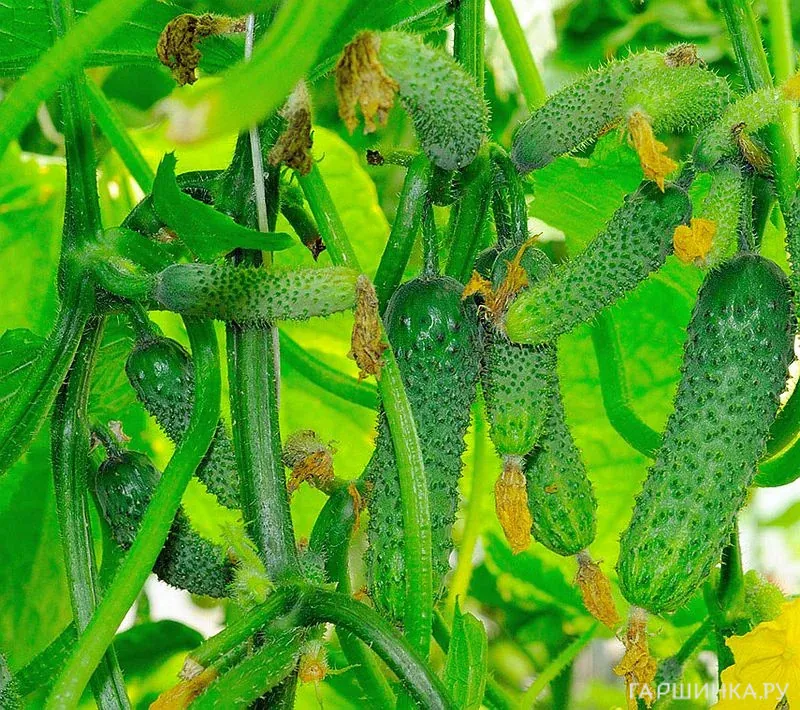 Огурец Алтайский пучок F1 ц/п 10шт. Семена Аэлита