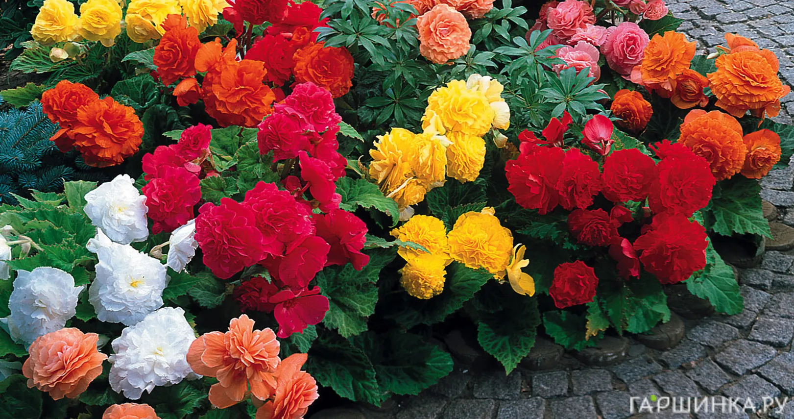 Бегония Нон Стоп Микс