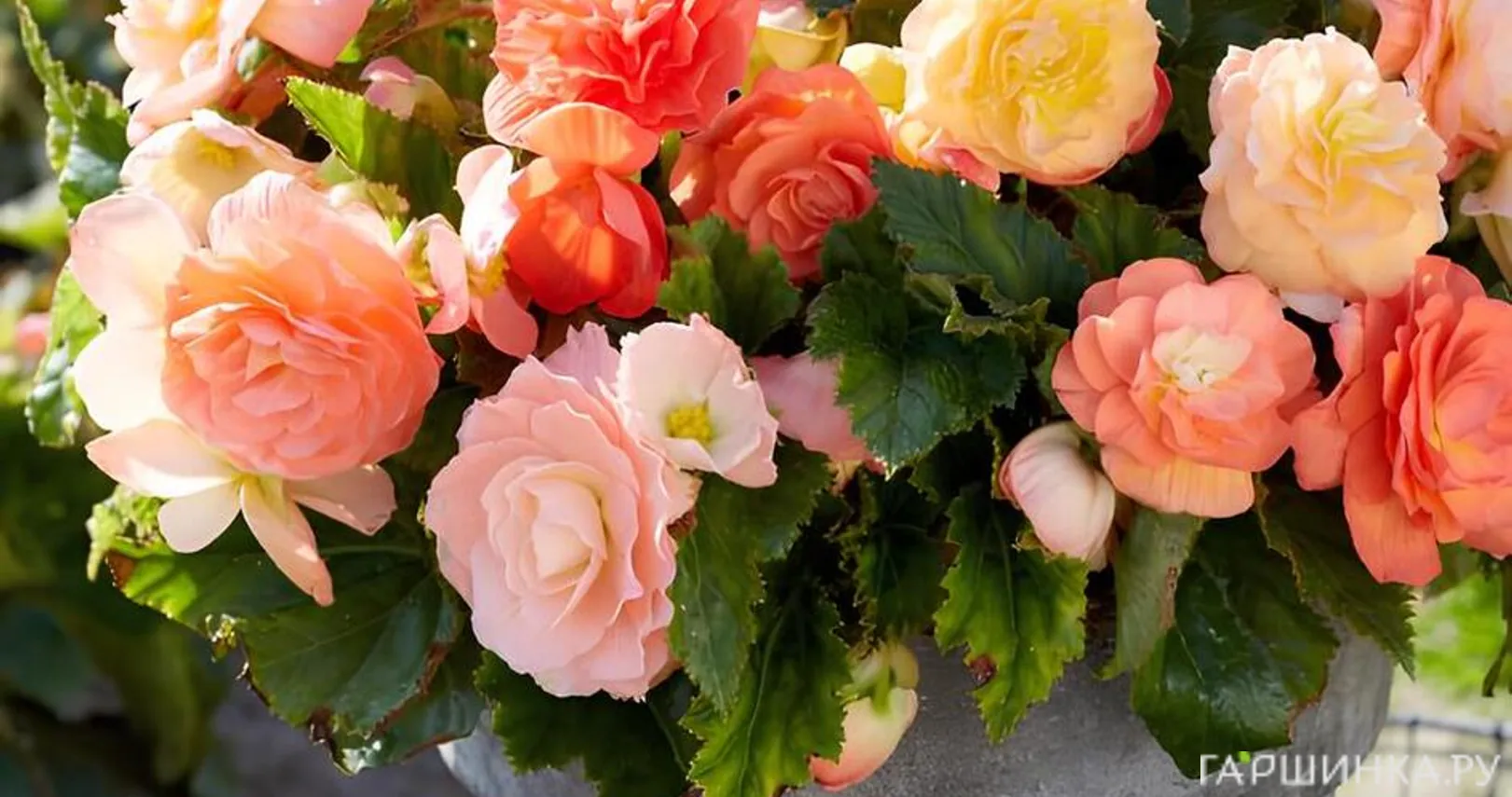 Бегония Пастель Компакта Микс