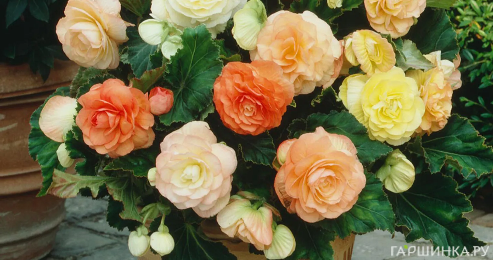 Бегония Пастель Вейв Микс