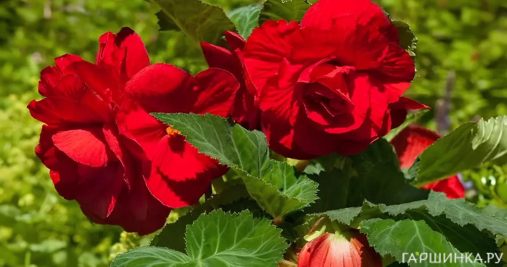 Бегония Грандифлора Ред