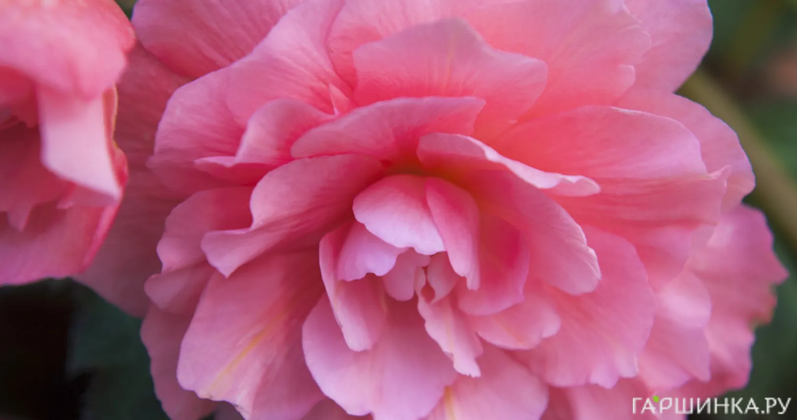 Бегония Грандифлора Пинк