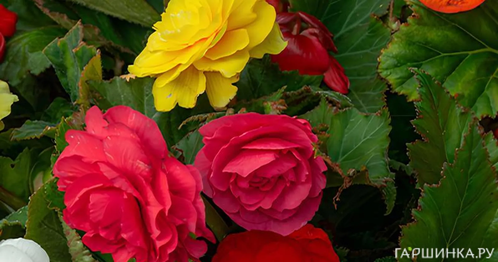 Бегония Грандифлора Микс