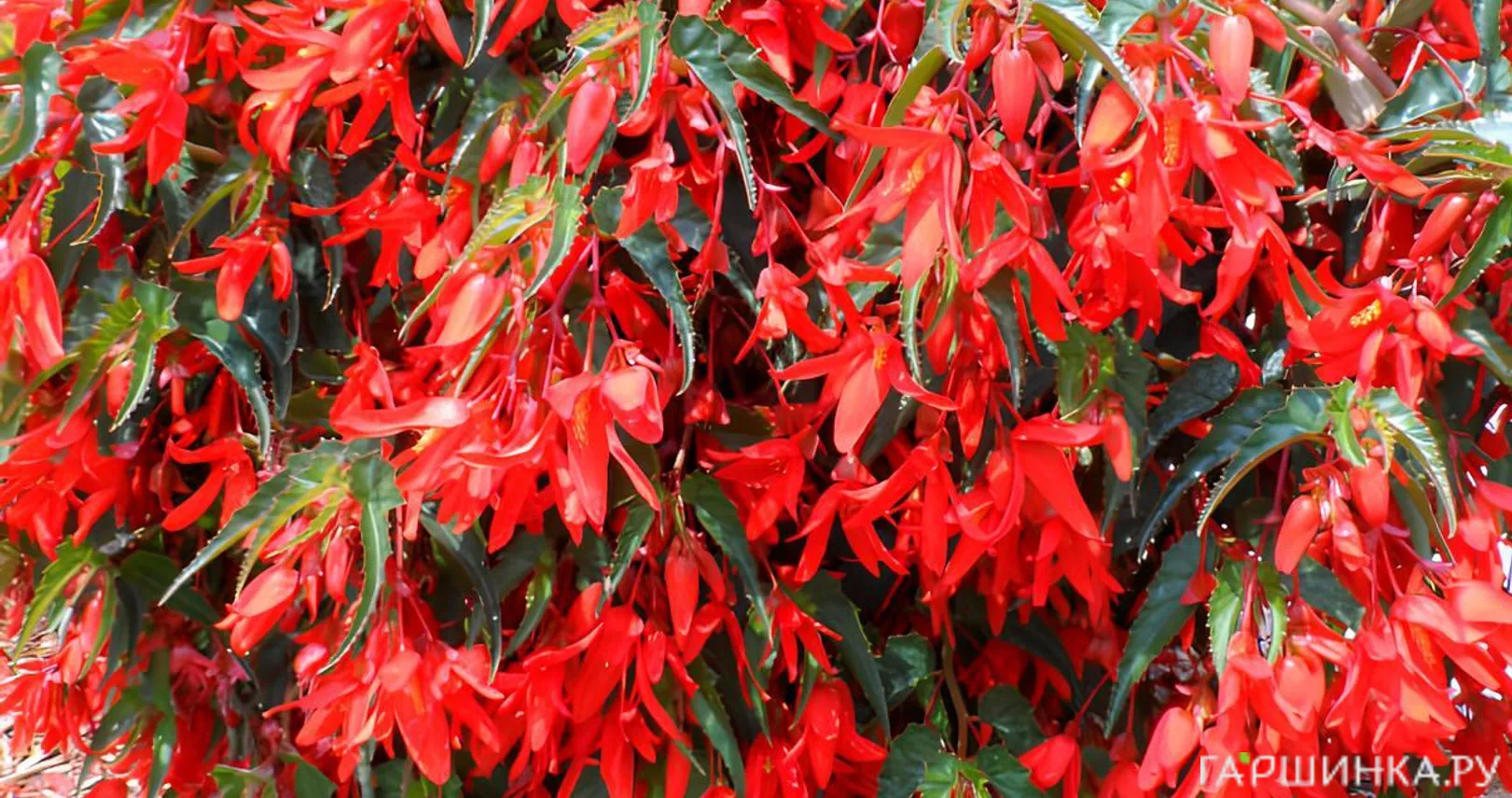 Бегония Санта Круз боливийская